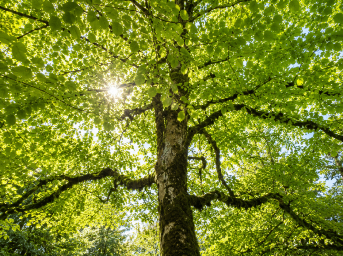 Sonnenstrahlen durch die Baumkrone im Schlosspark